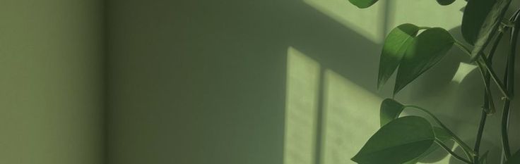 Image of a green room with a plant to the right