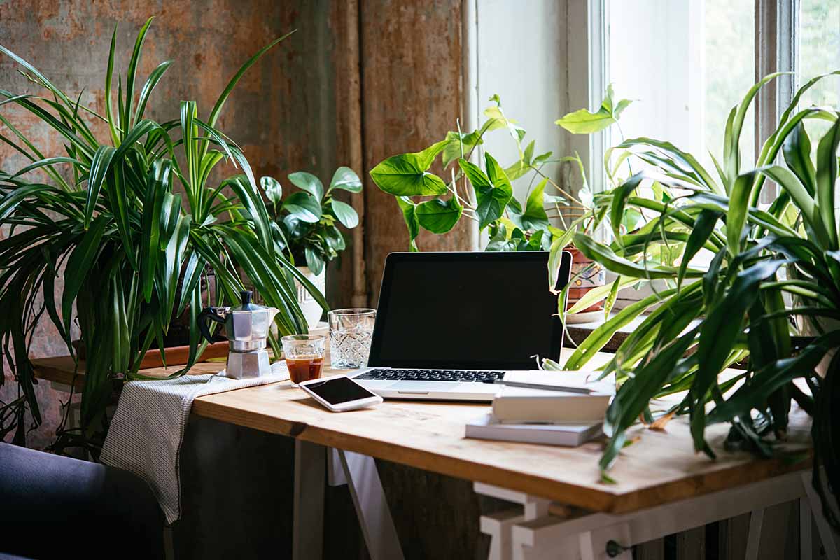 Image of a desk with a laptop on it surrounded by foliage