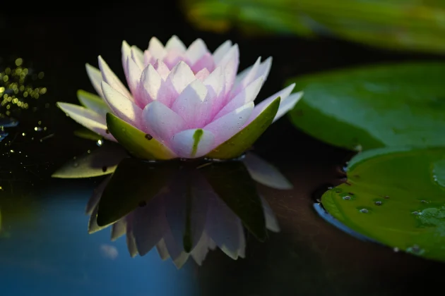Close up image of a water lily floating in a pond